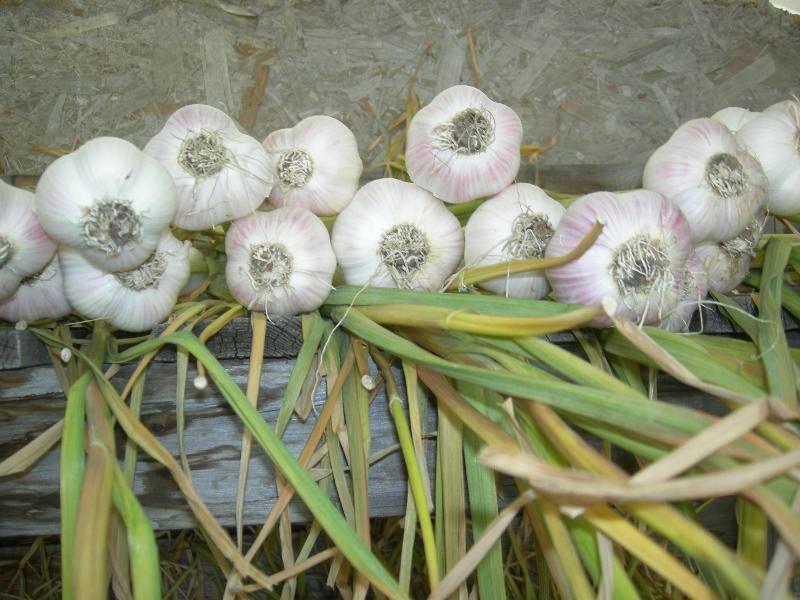 Suede Hills Organic Garlic